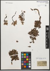 Foto von Salix retusa L.